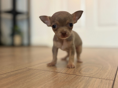Tiny female chihuahua puppies