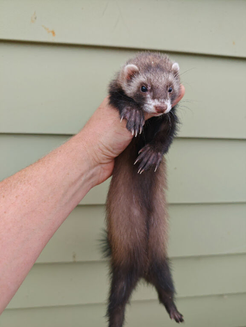 Polecat jill - semi angora - 6months old