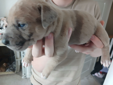 Looking for forever home
