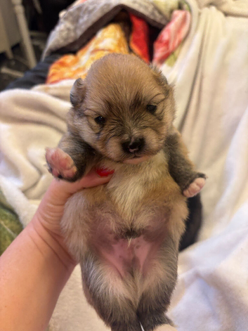 Pomeranian Puppys