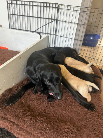 6 Labrador pups