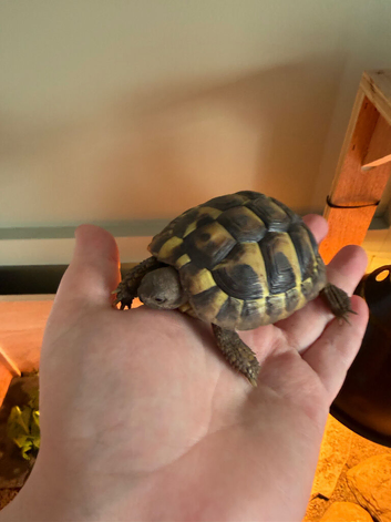 A baby Herman tortoise and his home for sale