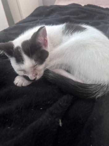 Loving kittens