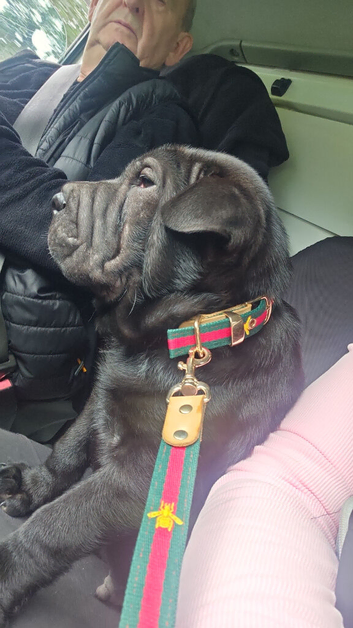 Fawn shar pei