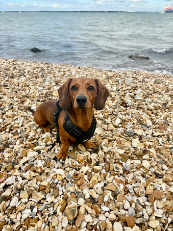 STUD Miniature dachshund