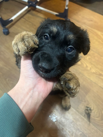Shollie pups for sale