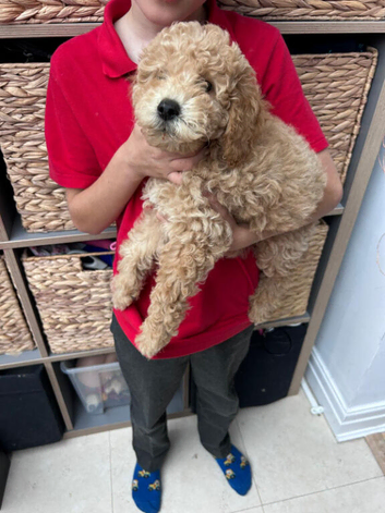 Mini goldendoodles REDUCED LAST GIRL LEFT