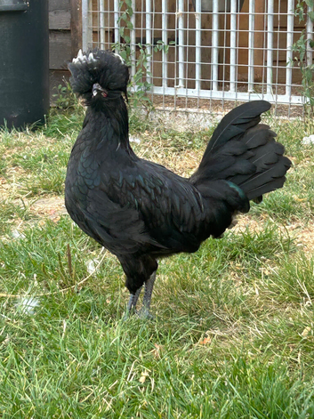 Polish cockerel for sale