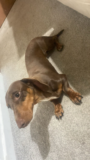 Dachshund