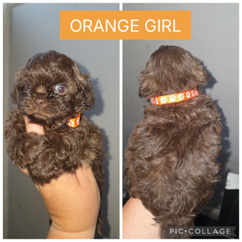 Shorkie