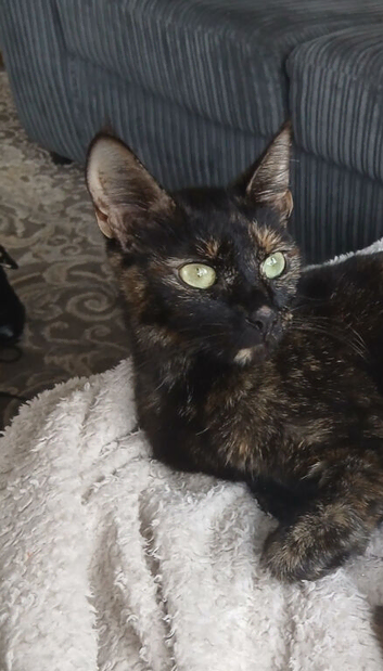 Female Part siamese choc brown  totoishell
