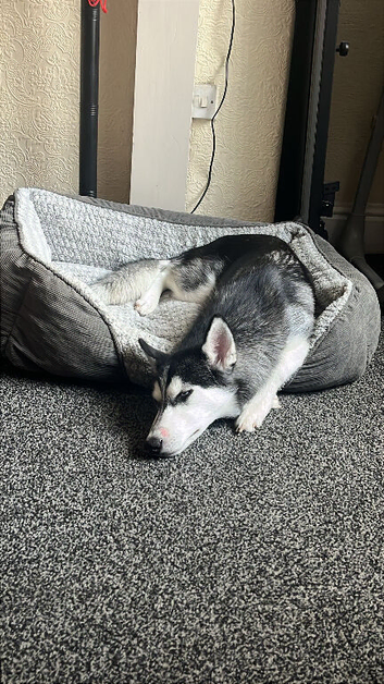6 month female husky