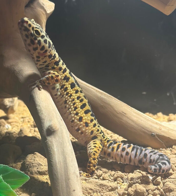 Leopard gecko and full set up