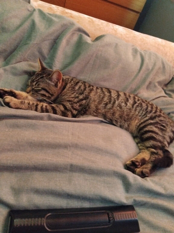 Grey tabby