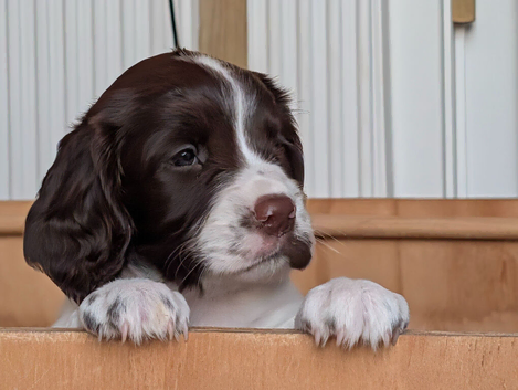 KC English Springer Spaniel Puppies