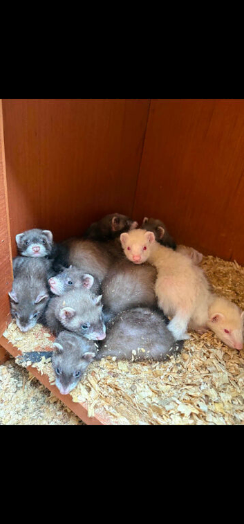 Baby ferrets