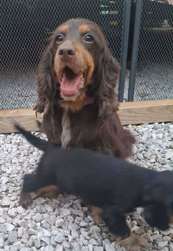 4 cocker spaniel puppies