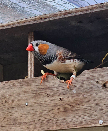 Zebra finch