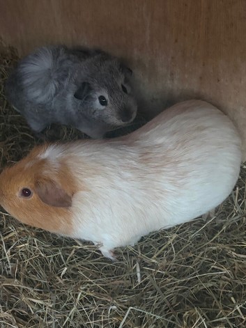2 beautiful boars (boys)
