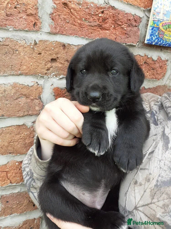 Beautiful Chunky Lab x Newfie Puppies