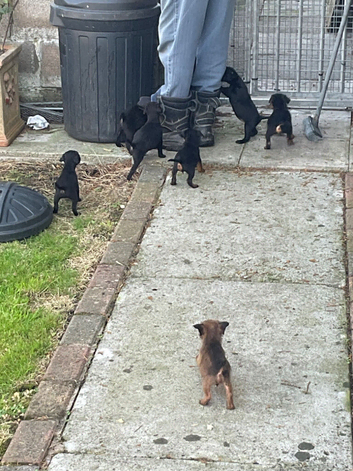 Lakie,Patterdale bitch pups x 2
