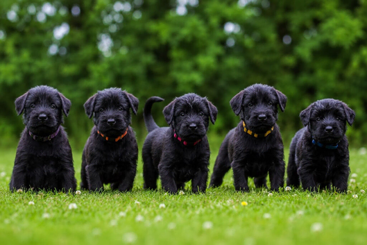 TRUE QUALITY GIANT SCHNAUZER PUPPIES