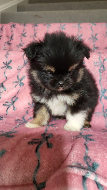 Very special pomchi boy