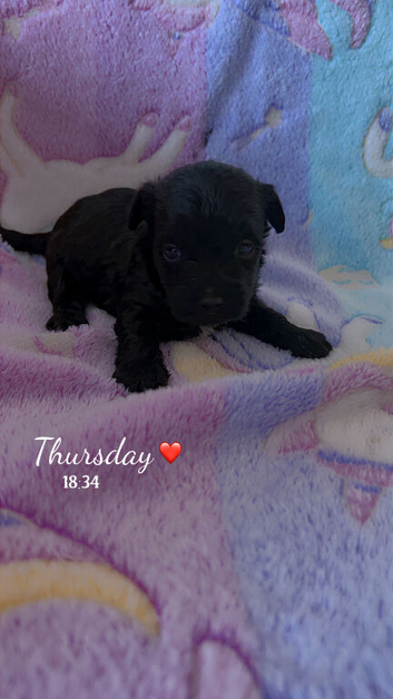 5 jack Russell cross jackapoo puppies