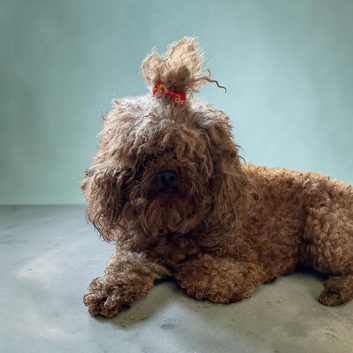 Asian toy poodle girl 3 year old
