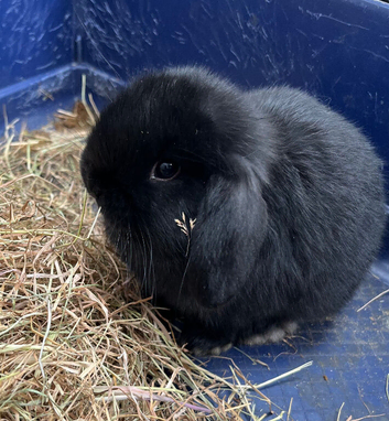 Two Gorgeous Mini Lop Babies
