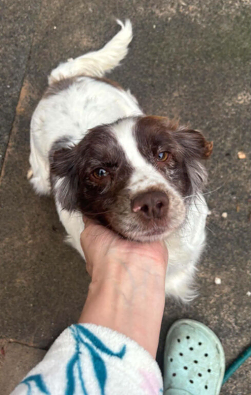 Cocker spaniel