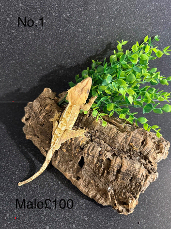 crested geckos