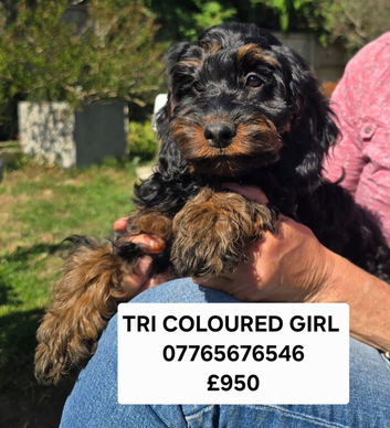 Beautiful F1 Cockapoo Puppies Ready to Go to Loving Homes Now Licenced Domestic Breeder