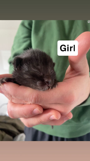 4 kittens