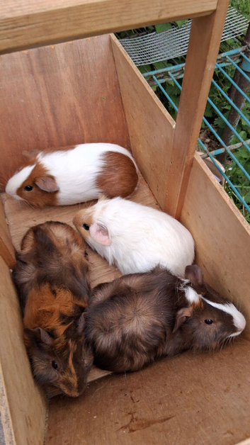 BABY MALE GUINEA PIGS