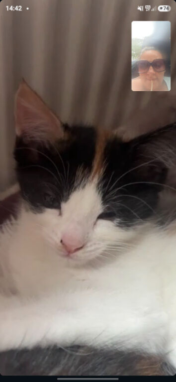 Kittens for sale half mainecoon