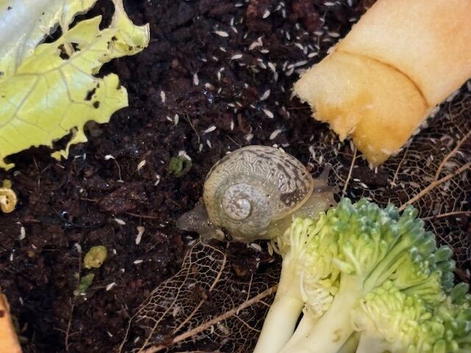 5 baby leucistic garden snails Cornu aspersum (syn. Helix aspersa)