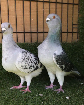 Syrian pigeon