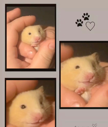 1 MALE BLONDE/WHITE SYRIAN HAMSTER LEFT