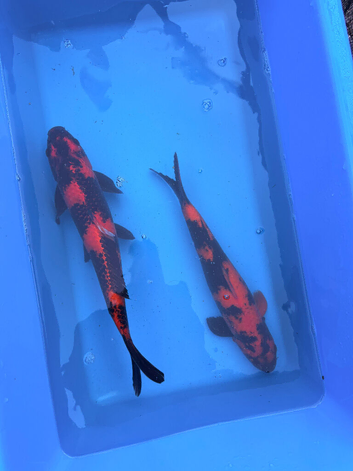 HUGE VARIETY PREMIUM KOI