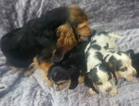 Show type cocker spaniel puppies