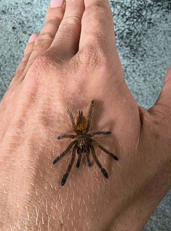 4cm Obt Tarantulas