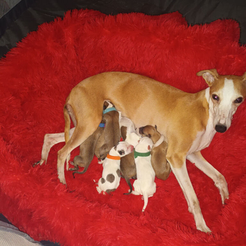 Kc whippet puppys