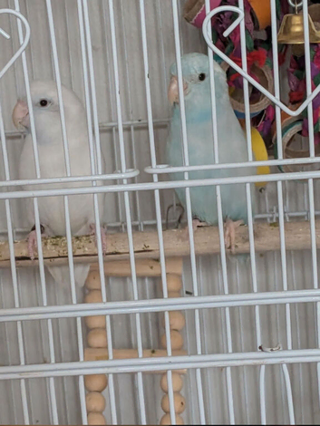 Breeding pair of parrotlets