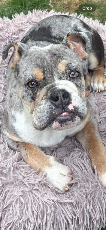 Handsome bulldog