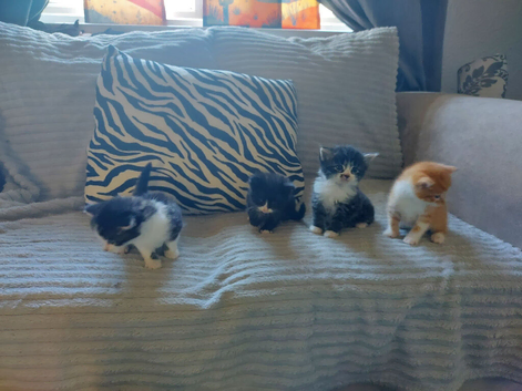 Beautiful fluffy kittens