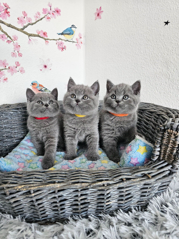 British Shorthair Kittens