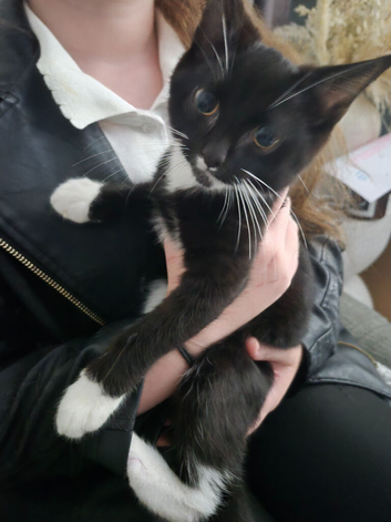 10 week old kittens