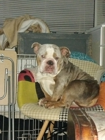 Old time english bulldog