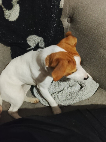 Jack Russell